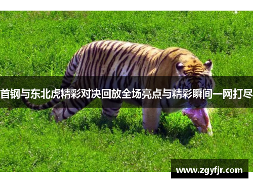首钢与东北虎精彩对决回放全场亮点与精彩瞬间一网打尽